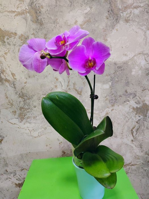 Phalaenopsis big lip