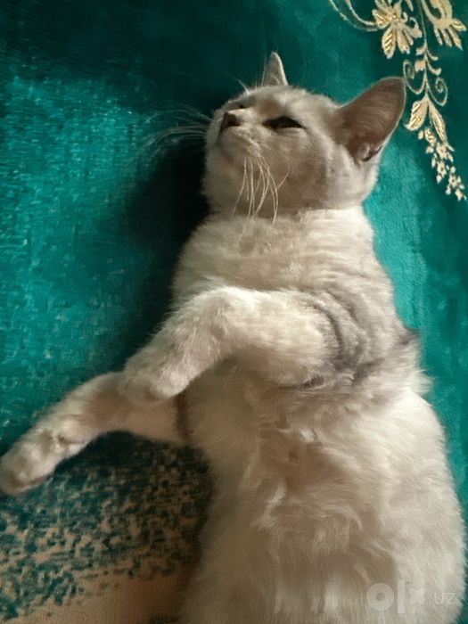 Mushuk beriladi yaxshi qollaga