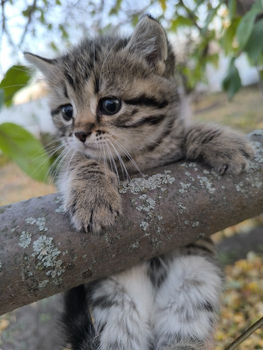 Продам очень красивых котят.