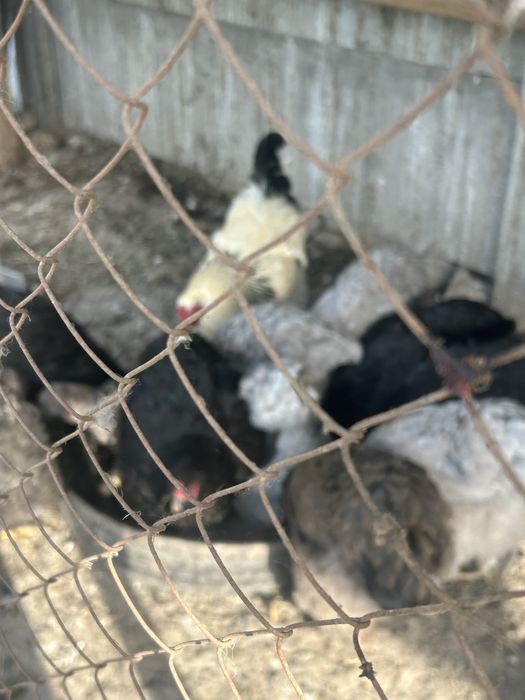 Продам кур домашных