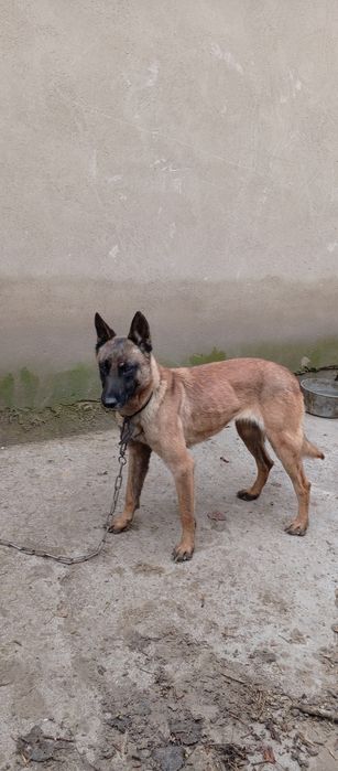 Malinua sotiladi urgʻochi