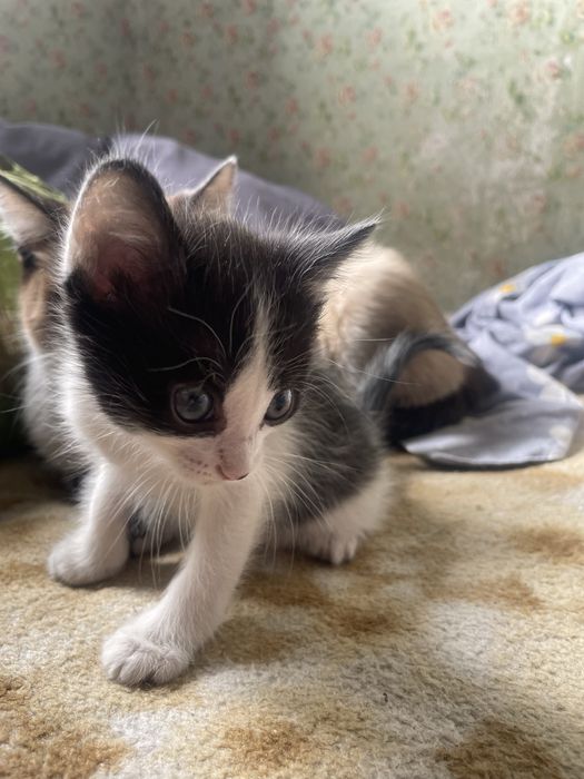 Отдам В ДОБРЫЕ Руки котят