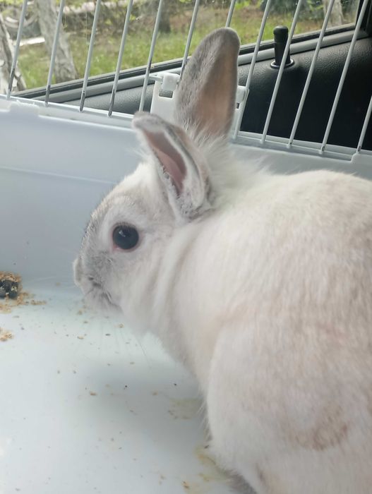 Кролик домашний декоративный