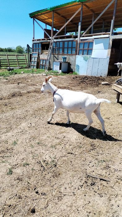 Țapi , , iezi țapisori de vânzare