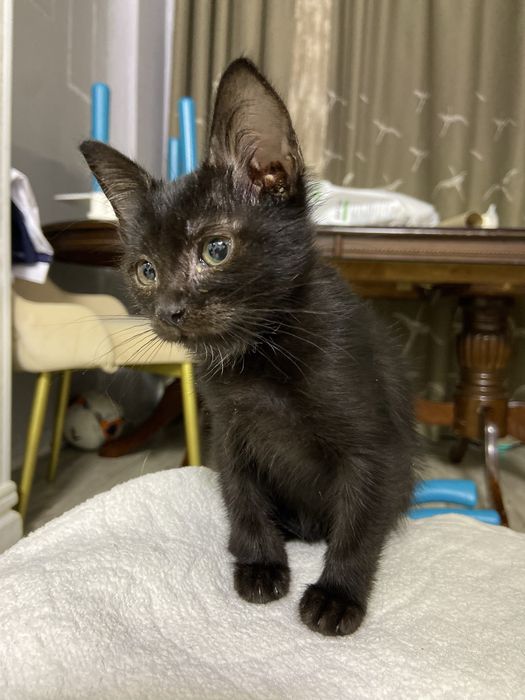 Котик в добрые руки