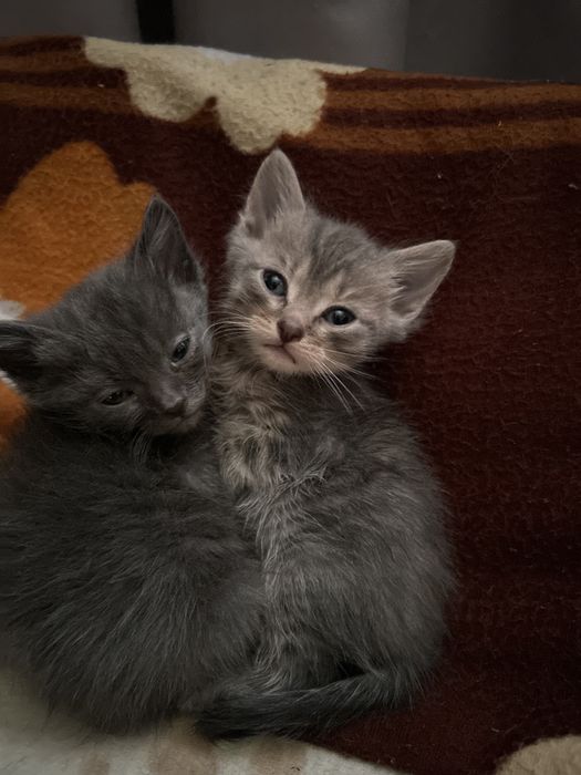 Отдам 3 котят в добрые руки