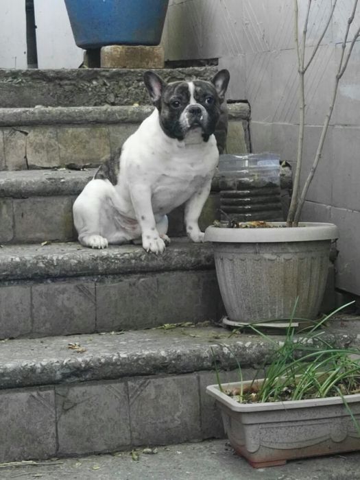 Вязка французский бульдог