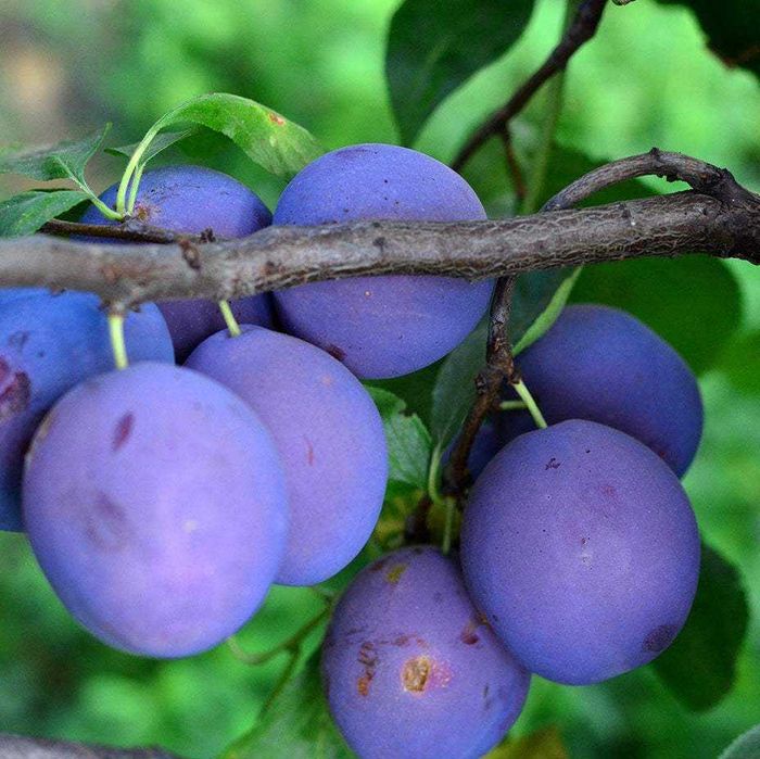 Prune Centenar de vanzare