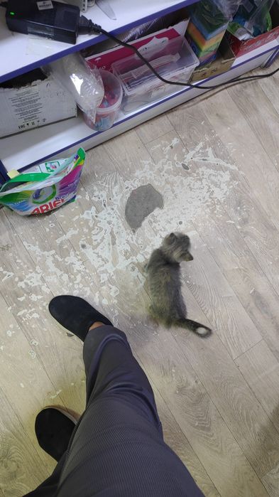 Отдам котенка в добрые руки