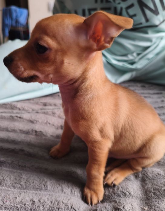 Продам Той терьера