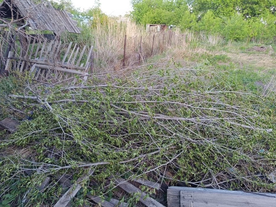 Деревья Бесплатно.