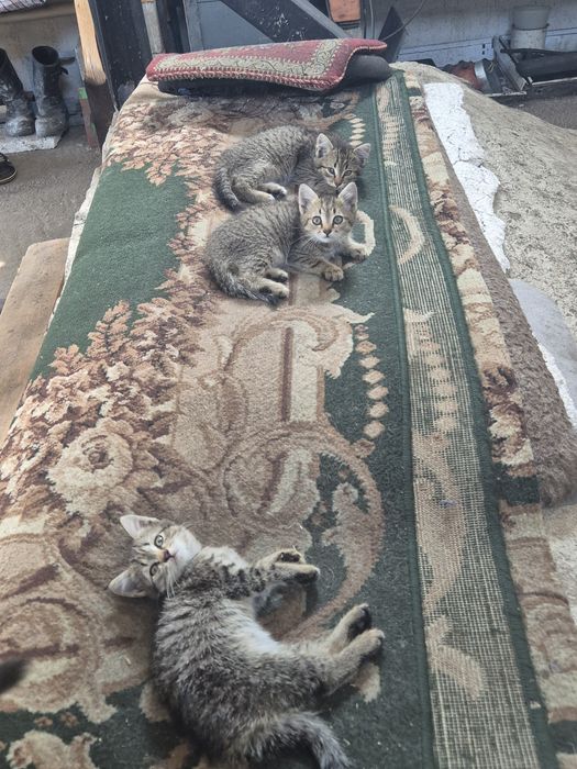 Отдам котят в добрые руки