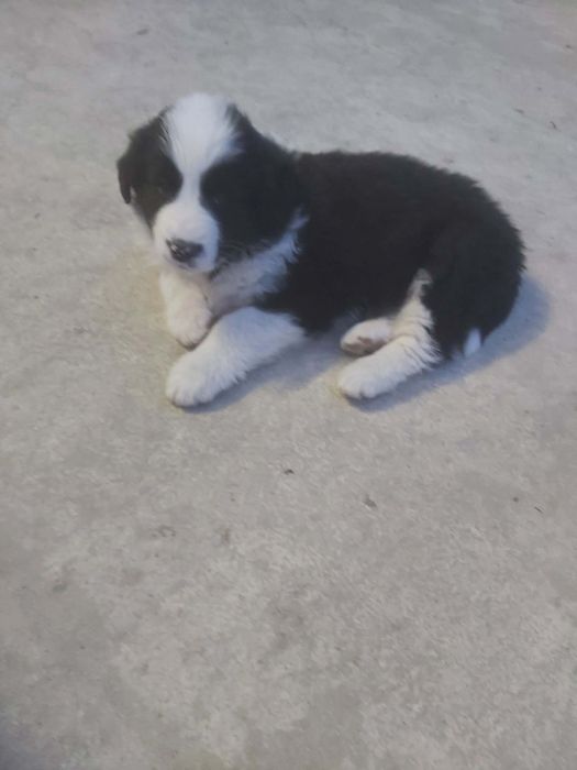 Каракачански кучанца