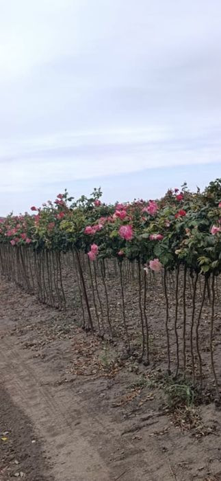 Nuci Chandler Paulownia Ciresi Alun  Mar Prun Aronia Kaki Rodiu Liliac