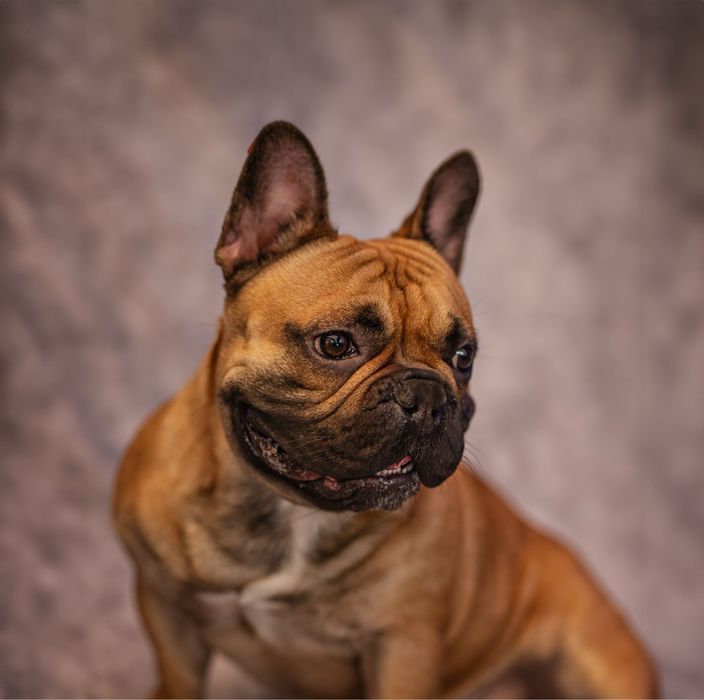 Французский бульдог - вязка кобель