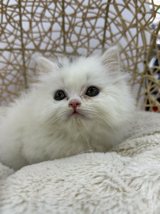 Britaniskiy Heyland Fold visluxa