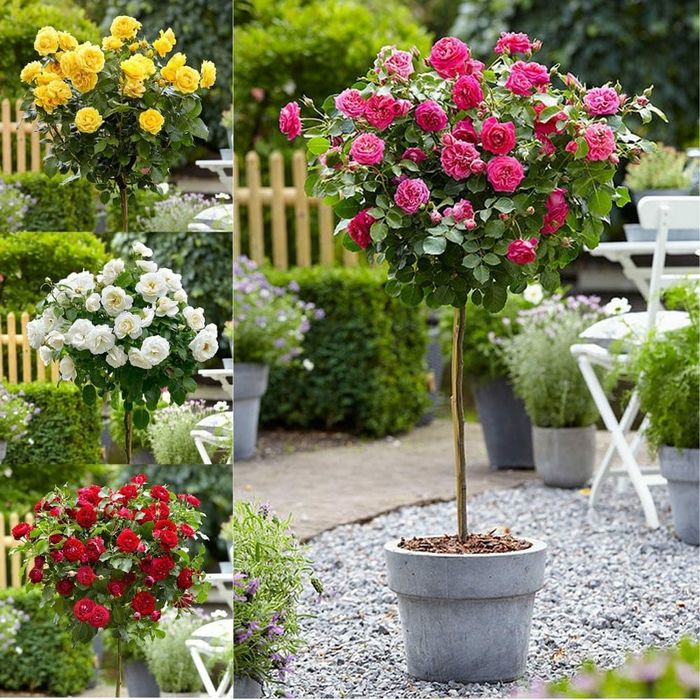 Trandafir Pomisor (Toate nuantele disponibile)