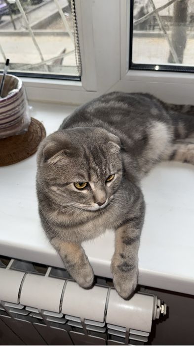Шотландский вислоухий породистый котик