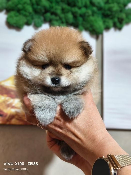 Очаровательный щенок шпица.