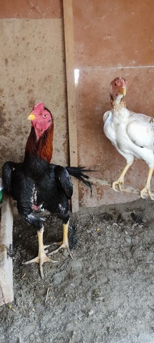 Сотилади икаласи мокийон тухум да