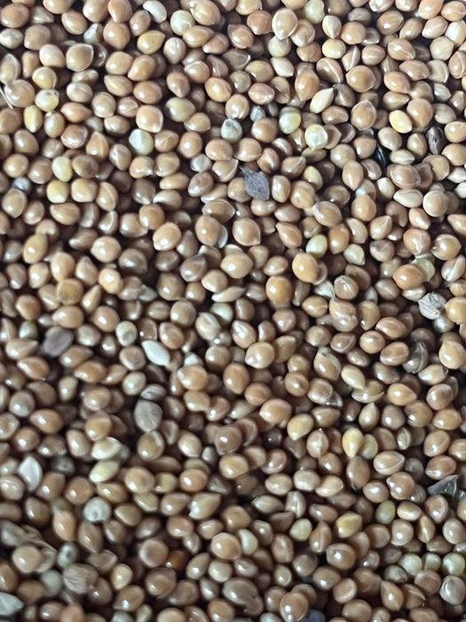 Овёс в мешках Костанай