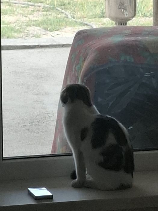 Кошка красивая .