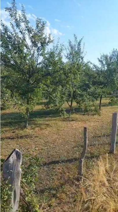 Prune pentru tuica de vanzare