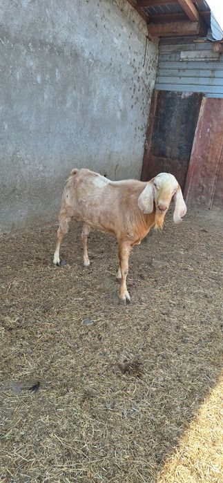 Țap anglobian , mai multe detalii la telefon