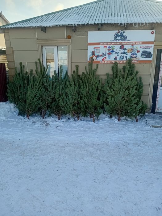 Новогодние елки в продажи