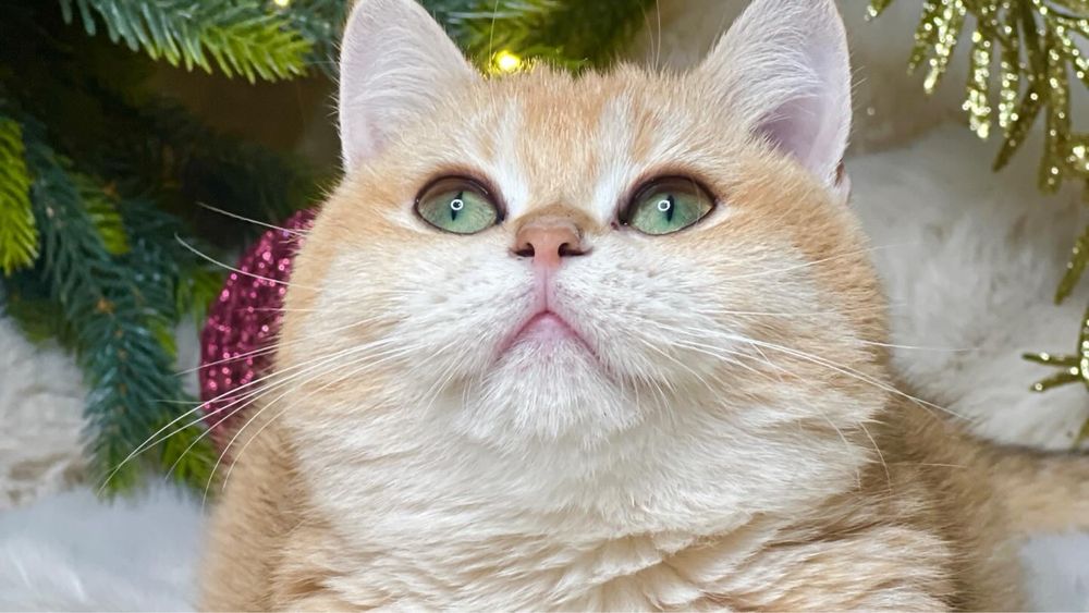 Зрлотая шиншилла