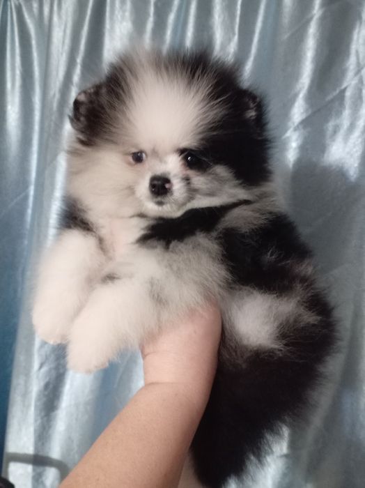 Продам щенка шпица