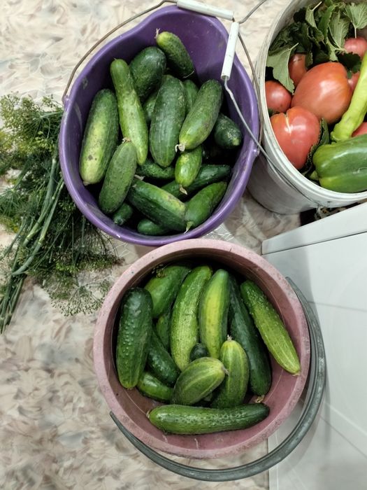 Продаю Огурци дачные.