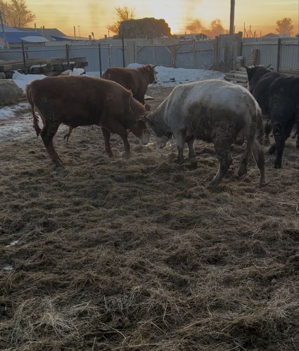 Откорм бұқа сатылады