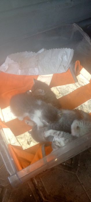 Отдам котят бесплатно