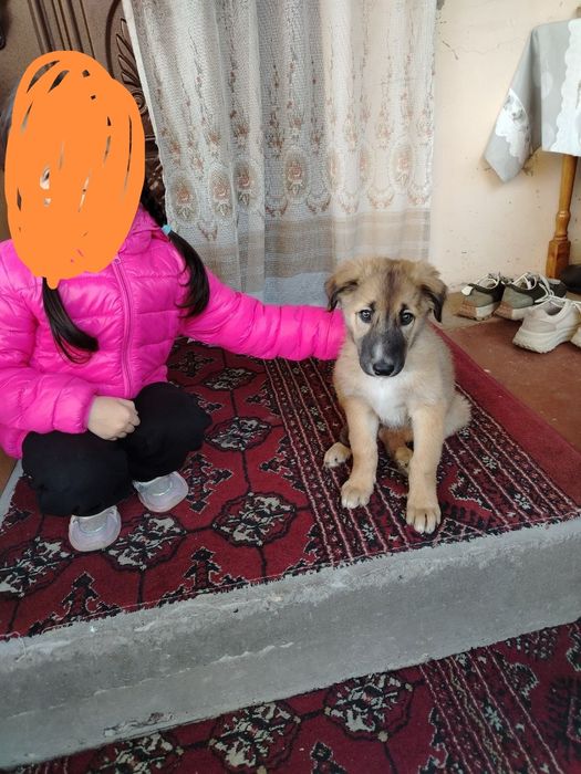 Отдаётся в добрые руки щенок срочно