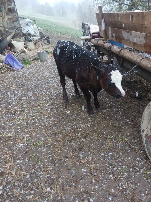 Vând 2 vitele de augus  și 1 vitel stean