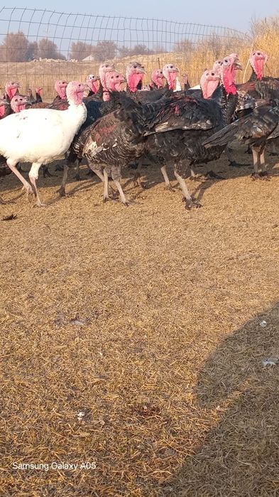 Үндіктер қораз мекендер