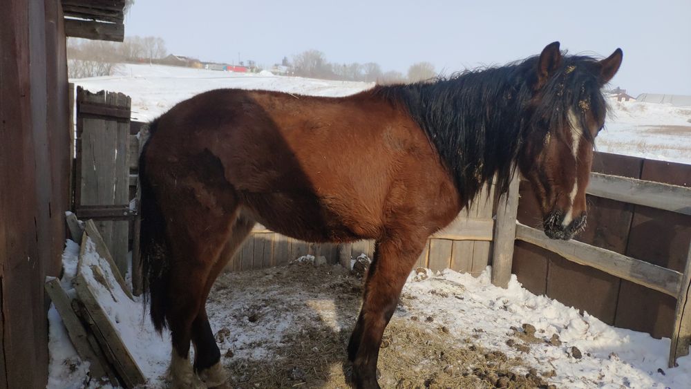 Продам тай с откорма