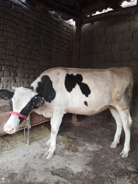 Mol modda ayol 125 buyi eni 1 metrdan uzun halol