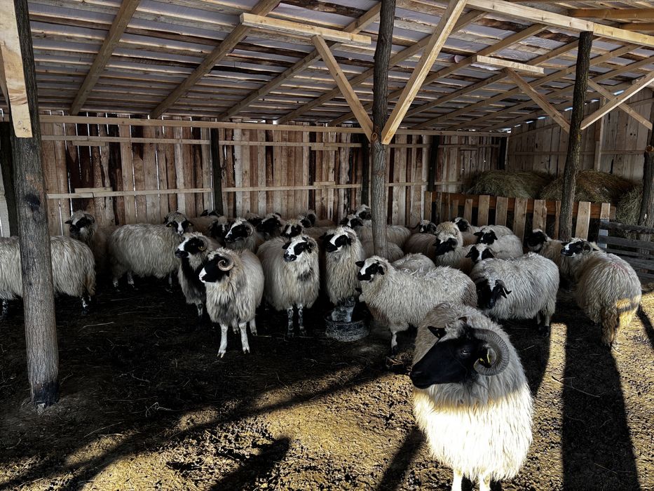 Vand 35 de oi breze si 40 bucalai