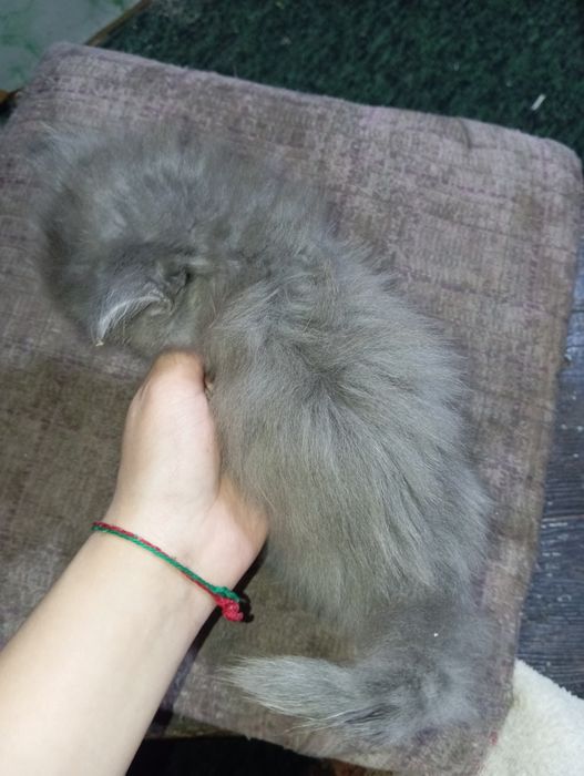 Отдам котят даром