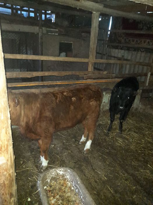 Баспактар район Шанхай