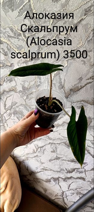 Продам алоказия скальпрум