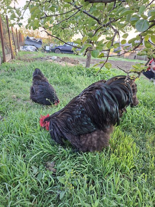 Vând găini Orpington Negru