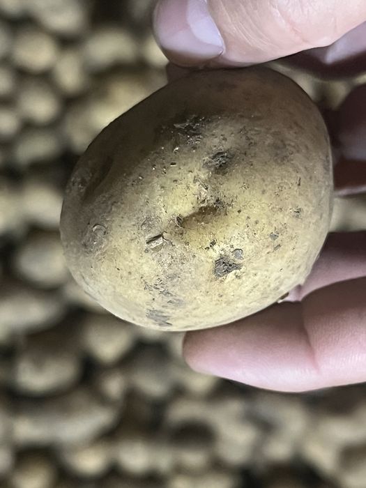 Семина Коломбо  1 реп