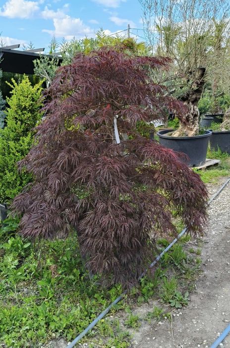 Leylandii 150-200 cm \ Gard viu