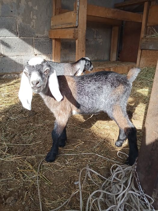 Продается англонубийская коза и козлята