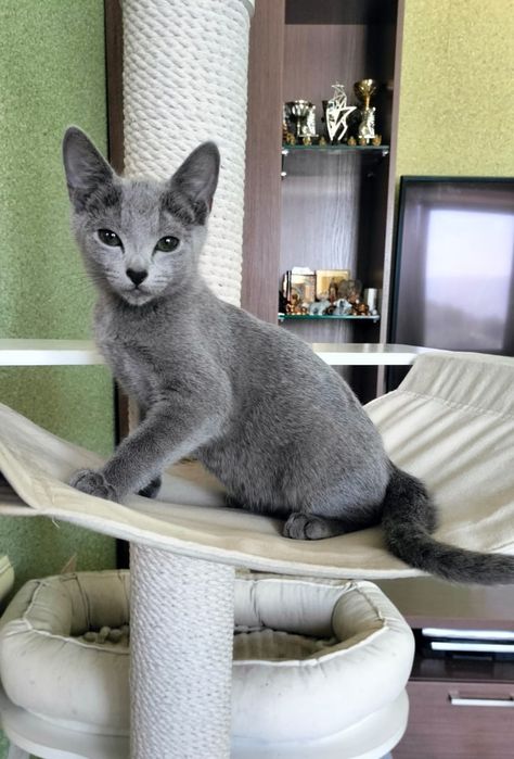 Замечательные чистокровные котята РУССКОЙ ГОЛУБОЙ