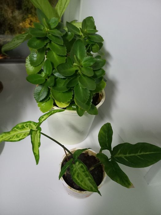 Продам комнатные  цветы