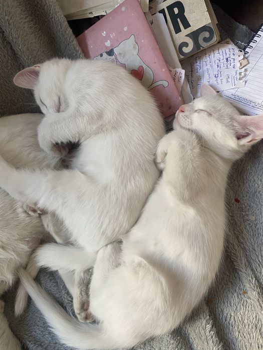 Милые котятки в добрые руки!!!